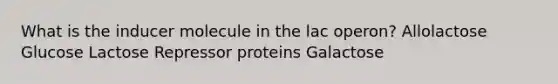 What is the inducer molecule in the lac operon? Allolactose Glucose Lactose Repressor proteins Galactose