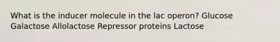 What is the inducer molecule in the lac operon? Glucose Galactose Allolactose Repressor proteins Lactose