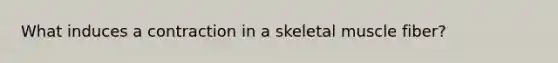 What induces a contraction in a skeletal muscle fiber?