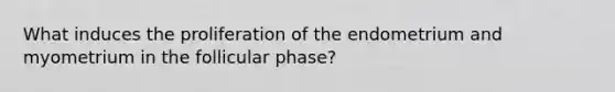 What induces the proliferation of the endometrium and myometrium in the follicular phase?