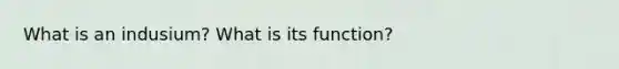 What is an indusium? What is its function?