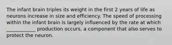 The infant brain triples its weight in the first 2 years of life as neurons increase in size and efficiency. The speed of processing within the infant brain is largely influenced by the rate at which ____________ production occurs, a component that also serves to protect the neuron.