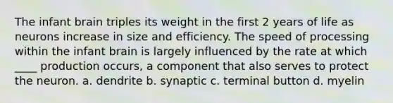 The infant brain triples its weight in the first 2 years of life as neurons increase in size and efficiency. The speed of processing within the infant brain is largely influenced by the rate at which ____ production occurs, a component that also serves to protect the neuron. a. dendrite b. synaptic c. terminal button d. myelin