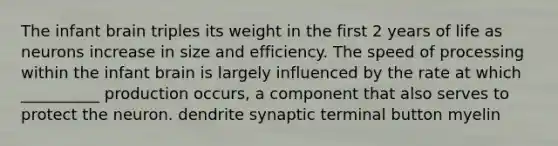 The infant brain triples its weight in the first 2 years of life as neurons increase in size and efficiency. The speed of processing within the infant brain is largely influenced by the rate at which __________ production occurs, a component that also serves to protect the neuron. dendrite synaptic terminal button myelin