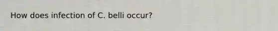 How does infection of C. belli occur?