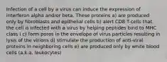 Infection of a cell by a virus can induce the expression of interferon alpha and/or beta. These proteins a) are produced only by fibroblasts and epithelial cells b) alert CD8 T-cells that the cell is infected with a virus by helping peptides bind to MHC class I c) form pores in the envelope of virus particles resulting in lysis of the virions d) stimulate the production of anti-viral proteins in neighboring cells e) are produced only by white blood cells (a.k.a. leukocytes)