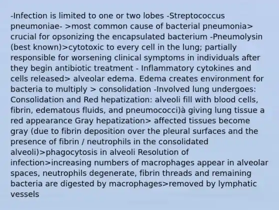 -Infection is limited to one or two lobes -Streptococcus pneumoniae- >most common cause of bacterial pneumonia> crucial for opsonizing the encapsulated bacterium -Pneumolysin (best known)>cytotoxic to every cell in the lung; partially responsible for worsening clinical symptoms in individuals after they begin antibiotic treatment - Inflammatory cytokines and cells released> alveolar edema. Edema creates environment for bacteria to multiply > consolidation -Involved lung undergoes: Consolidation and Red hepatization: alveoli fill with blood cells, fibrin, edematous fluids, and pneumococci)à giving lung tissue a red appearance Gray hepatization> affected tissues become gray (due to fibrin deposition over the pleural surfaces and the presence of fibrin / neutrophils in the consolidated alveoli)>phagocytosis in alveoli Resolution of infection>increasing numbers of macrophages appear in alveolar spaces, neutrophils degenerate, fibrin threads and remaining bacteria are digested by macrophages>removed by lymphatic vessels