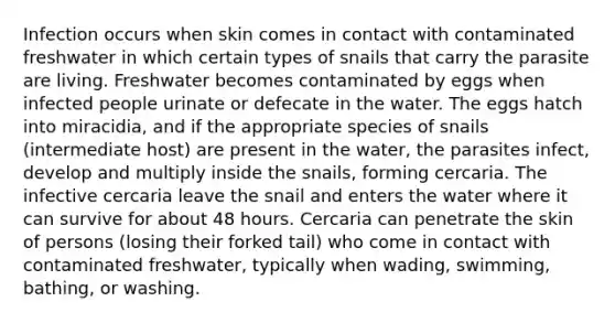 Infection occurs when skin comes in contact with contaminated freshwater in which certain types of snails that carry the parasite are living. Freshwater becomes contaminated by eggs when infected people urinate or defecate in the water. The eggs hatch into miracidia, and if the appropriate species of snails (intermediate host) are present in the water, the parasites infect, develop and multiply inside the snails, forming cercaria. The infective cercaria leave the snail and enters the water where it can survive for about 48 hours. Cercaria can penetrate the skin of persons (losing their forked tail) who come in contact with contaminated freshwater, typically when wading, swimming, bathing, or washing.