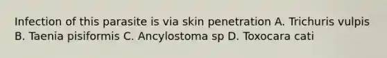 Infection of this parasite is via skin penetration A. Trichuris vulpis B. Taenia pisiformis C. Ancylostoma sp D. Toxocara cati