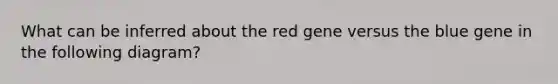 What can be inferred about the red gene versus the blue gene in the following diagram?