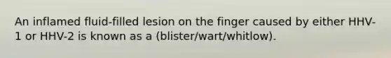 An inflamed fluid-filled lesion on the finger caused by either HHV-1 or HHV-2 is known as a (blister/wart/whitlow).