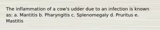 The inflammation of a cow's udder due to an infection is known as: a. Mantitis b. Pharyngitis c. Splenomegaly d. Pruritus e. Mastitis