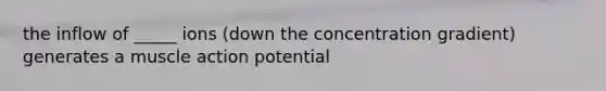 the inflow of _____ ions (down the concentration gradient) generates a muscle action potential