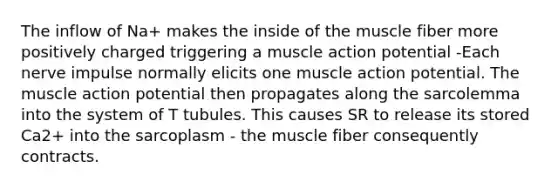 The inflow of Na+ makes the inside of the muscle fiber more positively charged triggering a muscle action potential -Each nerve impulse normally elicits one muscle action potential. The muscle action potential then propagates along the sarcolemma into the system of T tubules. This causes SR to release its stored Ca2+ into the sarcoplasm - the muscle fiber consequently contracts.