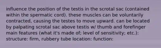 influence the position of the testis in the scrotal sac (contained within the spermatic cord). these muscles can be voluntarily contracted, causing the testes to move upward. can be located by palpating scrotal sac above testis w/ thumb and forefinger main features (what it's made of; level of sensitivity; etc.): structure: firm, rubbery tube location: function: