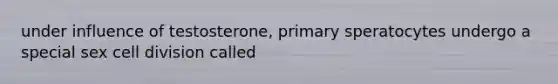 under influence of testosterone, primary speratocytes undergo a special sex cell division called