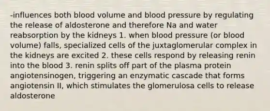 -influences both blood volume and blood pressure by regulating the release of aldosterone and therefore Na and water reabsorption by the kidneys 1. when blood pressure (or blood volume) falls, specialized cells of the juxtaglomerular complex in the kidneys are excited 2. these cells respond by releasing renin into the blood 3. renin splits off part of the plasma protein angiotensinogen, triggering an enzymatic cascade that forms angiotensin II, which stimulates the glomerulosa cells to release aldosterone