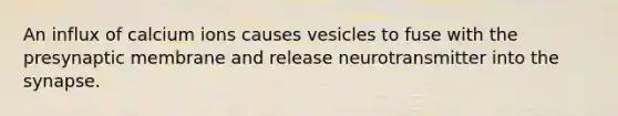 An influx of calcium ions causes vesicles to fuse with the presynaptic membrane and release neurotransmitter into the synapse.