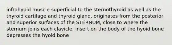 infrahyoid muscle superficial to the sternothyroid as well as the thyroid cartilage and thyroid gland. originates from the posterior and superior surfaces of the STERNUM, close to where the sternum joins each clavicle. insert on the body of the hyoid bone depresses the hyoid bone