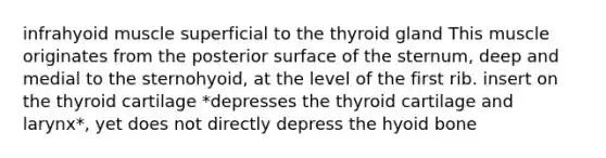 infrahyoid muscle superficial to the thyroid gland This muscle originates from the posterior surface of the sternum, deep and medial to the sternohyoid, at the level of the first rib. insert on the thyroid cartilage *depresses the thyroid cartilage and larynx*, yet does not directly depress the hyoid bone