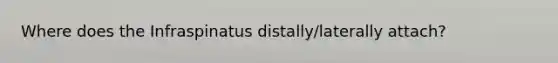 Where does the Infraspinatus distally/laterally attach?