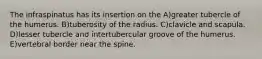 The infraspinatus has its insertion on the A)greater tubercle of the humerus. B)tuberosity of the radius. C)clavicle and scapula. D)lesser tubercle and intertubercular groove of the humerus. E)vertebral border near the spine.