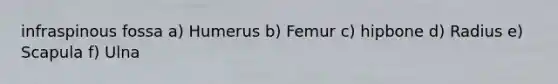 infraspinous fossa a) Humerus b) Femur c) hipbone d) Radius e) Scapula f) Ulna