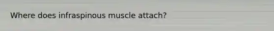 Where does infraspinous muscle attach?