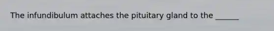 The infundibulum attaches the pituitary gland to the ______