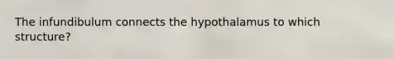 The infundibulum connects the hypothalamus to which structure?