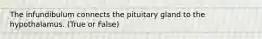 The infundibulum connects the pituitary gland to the hypothalamus. (True or False)