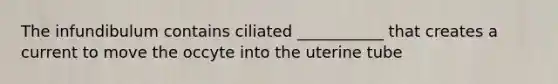 The infundibulum contains ciliated ___________ that creates a current to move the occyte into the uterine tube