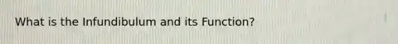 What is the Infundibulum and its Function?