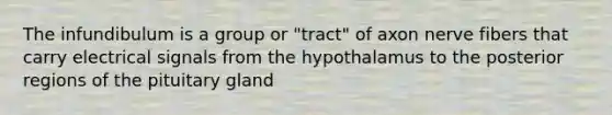 The infundibulum is a group or "tract" of axon nerve fibers that carry electrical signals from the hypothalamus to the posterior regions of the pituitary gland