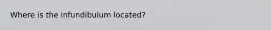 Where is the infundibulum located?