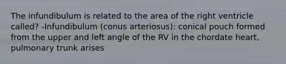 The infundibulum is related to the area of the right ventricle called? -Infundibulum (conus arteriosus): conical pouch formed from the upper and left angle of the RV in the chordate heart, pulmonary trunk arises