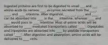 Ingested proteins are first to be digested to small ___ and ___ amino acids by various ____ enzymes secreted from the ____, ____, and ____ intestine. After digestion, ___ ___, ____, and ____ can be absorbed into ____ in the ___ intestine, whereas ____ and ____ would pass to ____ intestine. Most of amino acids will be absorbed by _____-mediated transporters called '____'. Dipeptides and tripeptides are absorbed into ____ by peptide transporters called '____'. After digestion and absorption, amino acids will be delivered to ____ cells.