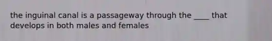 the inguinal canal is a passageway through the ____ that develops in both males and females