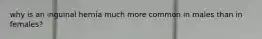 why is an inguinal hernia much more common in males than in females?