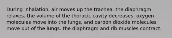 During inhalation, air moves up the trachea. the diaphragm relaxes. the volume of the thoracic cavity decreases. oxygen molecules move into the lungs, and carbon dioxide molecules move out of the lungs. the diaphragm and rib muscles contract.