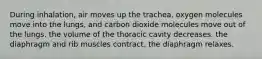 During inhalation, air moves up the trachea. oxygen molecules move into the lungs, and carbon dioxide molecules move out of the lungs. the volume of the thoracic cavity decreases. the diaphragm and rib muscles contract. the diaphragm relaxes.