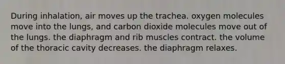 During inhalation, air moves up the trachea. oxygen molecules move into the lungs, and carbon dioxide molecules move out of the lungs. the diaphragm and rib muscles contract. the volume of the thoracic cavity decreases. the diaphragm relaxes.