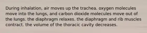 During inhalation, air moves up the trachea. oxygen molecules move into the lungs, and carbon dioxide molecules move out of the lungs. the diaphragm relaxes. the diaphragm and rib muscles contract. the volume of the thoracic cavity decreases.