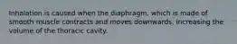 Inhalation is caused when the diaphragm, which is made of smooth muscle contracts and moves downwards, increasing the volume of the thoracic cavity.