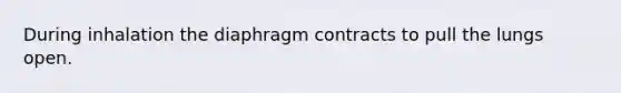 During inhalation the diaphragm contracts to pull the lungs open.