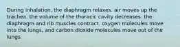 During inhalation, the diaphragm relaxes. air moves up the trachea. the volume of the thoracic cavity decreases. the diaphragm and rib muscles contract. oxygen molecules move into the lungs, and carbon dioxide molecules move out of the lungs.