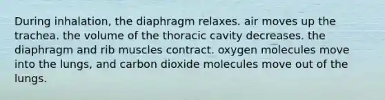 During inhalation, the diaphragm relaxes. air moves up the trachea. the volume of the thoracic cavity decreases. the diaphragm and rib muscles contract. oxygen molecules move into the lungs, and carbon dioxide molecules move out of the lungs.