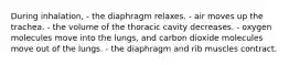 During inhalation, - the diaphragm relaxes. - air moves up the trachea. - the volume of the thoracic cavity decreases. - oxygen molecules move into the lungs, and carbon dioxide molecules move out of the lungs. - the diaphragm and rib muscles contract.