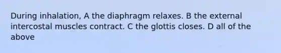 During inhalation, A the diaphragm relaxes. B the external intercostal muscles contract. C the glottis closes. D all of the above