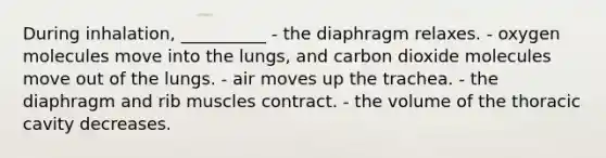 During inhalation, __________ - the diaphragm relaxes. - oxygen molecules move into the lungs, and carbon dioxide molecules move out of the lungs. - air moves up the trachea. - the diaphragm and rib muscles contract. - the volume of the thoracic cavity decreases.